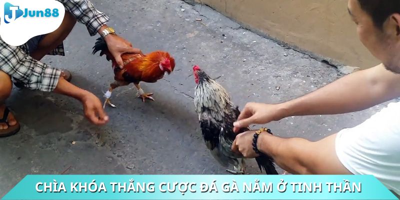 Chìa khóa thắng cược đá gà nằm ở tinh thần