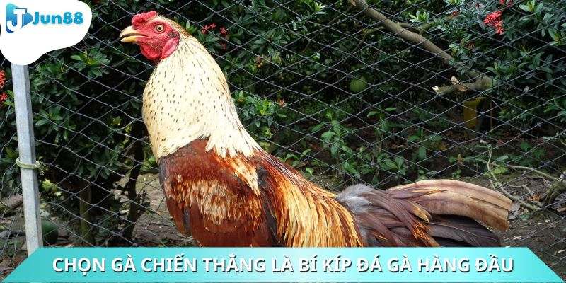 Chọn gà chiến thắng là bí kíp đá gà hàng đầu