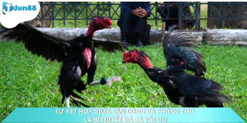 Sự kết hợp giữa tấn công và phòng thủ là bí quyết đá gà tối ưu
