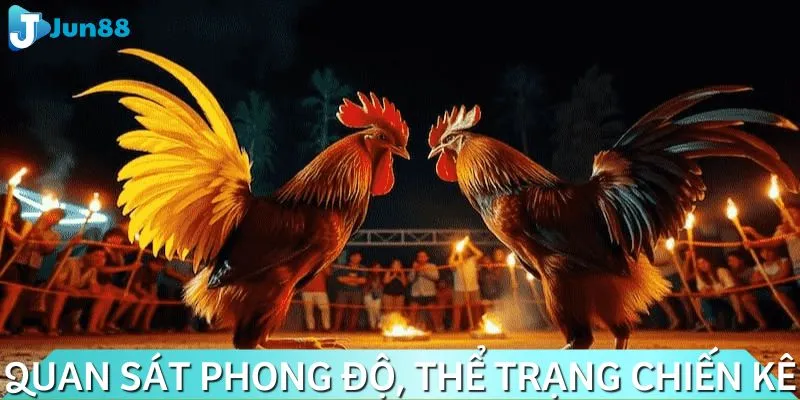Cược thủ cần chú ý đến phong độ và thể trạng chiến kê