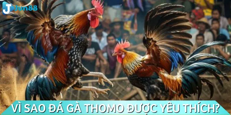 Sân chơi đá gà Thomo rất được ưa chuộng