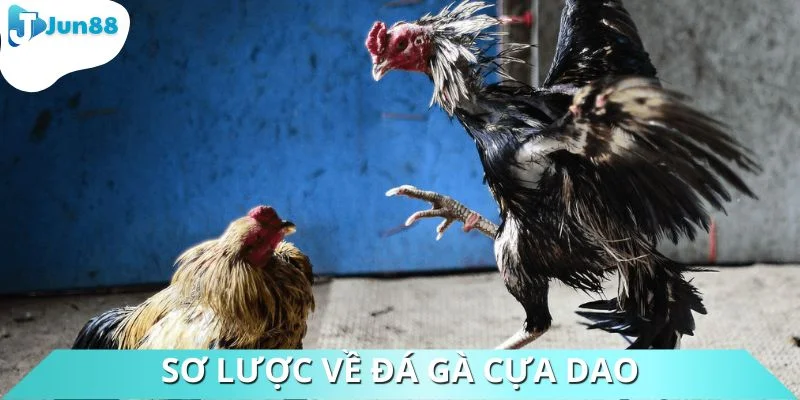 Đá gà cựa dao có nhiều điểm thú vị