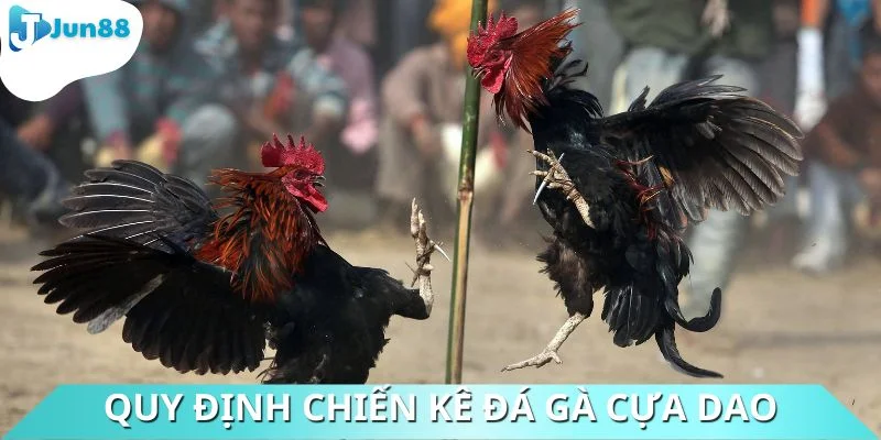 Quy định chiến kê được phép vào trận