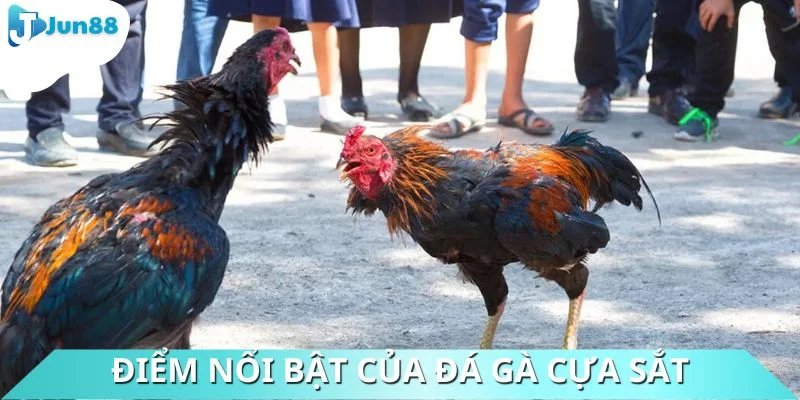 Điểm nổi bật được sư kê đánh giá cao