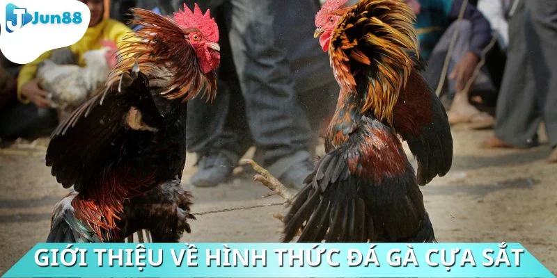 Vài nét cần biết khi tìm hiểu về đá gà cựa sắt