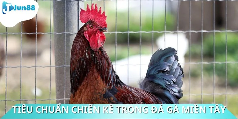 Tiêu chuẩn chiến kê được quy định chính xác