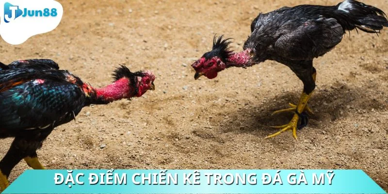 Đặc điểm của chiến kê được chia sẻ chi tiết