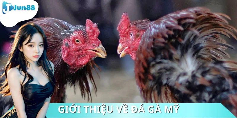 Tìm hiểu chính xác về đá gà Mỹ
