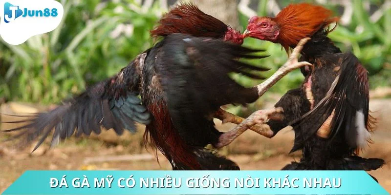 Có nhiều giống nòi hấp dẫn trong trận đấu
